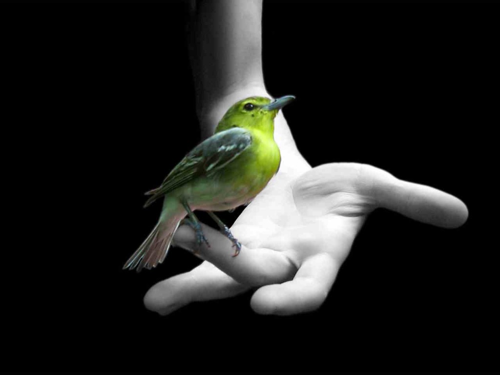 bird_on_hand